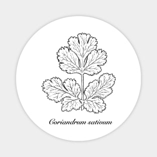 Coriandrum sativum - Coriander or cilantro. Magnet